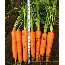 HCA07 Локо 22 до 24см в длину,ОП семян морковь семена овощных культур